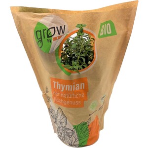 Grow by OBI Bio Thymian Topf-Ø ca. 13 cm "Thymus vulgaris"