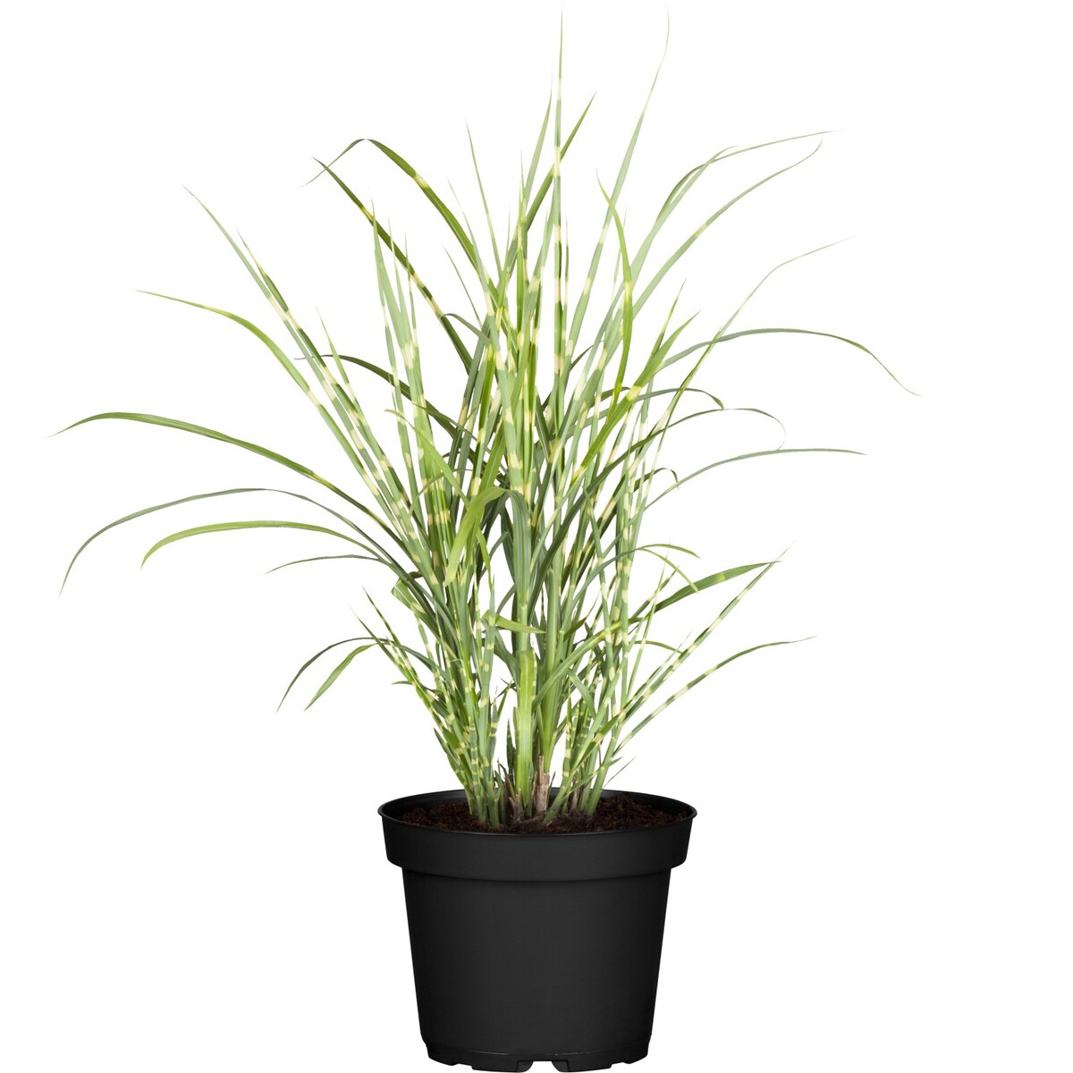 Bild 1 von GROW by OBI Zebraschilf "Strictus Dwarf" Topf-Ø ca. 14 cm Miscanthus sinensis