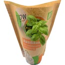 Bild 1 von Grow by OBI Bio Basilikum Topf-Ø ca. 13 cm "Ocimum basilicum"