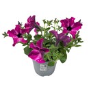 Bild 4 von GROW by OBI Petunia Sternenhimmel Petunia-Hybride Topf Ø 12 cm