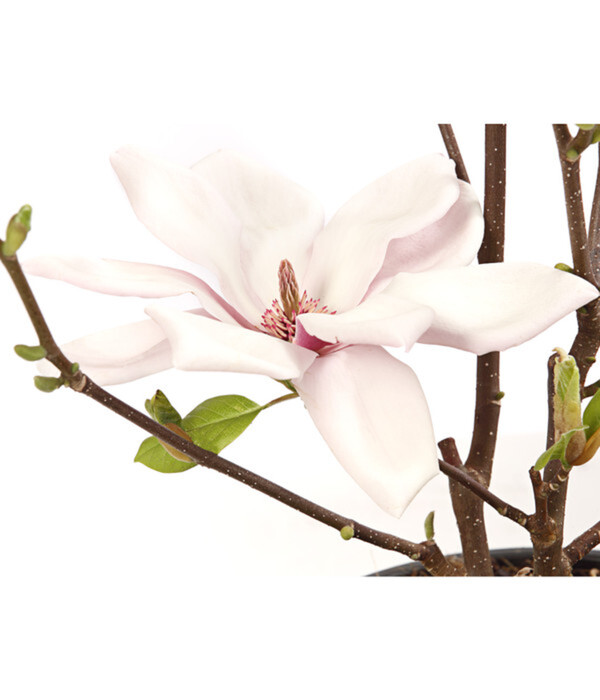 Bild 3 von Magnolie 'Satisfaction'