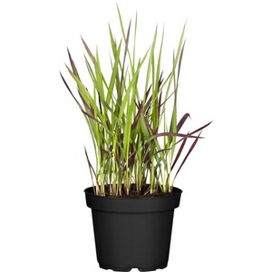 GROW by OBI Japanisches Blutgras "Red Baron" Braunrot Topf-Ø ca.14 cm Imperata