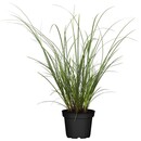 Bild 1 von GROW by OBI Segge Topf-Ø ca. 14 cm attraktives Dekogras Carex brunnea