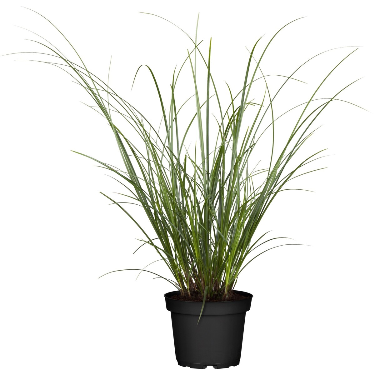 Bild 1 von GROW by OBI Segge Topf-Ø ca. 14 cm attraktives Dekogras Carex brunnea