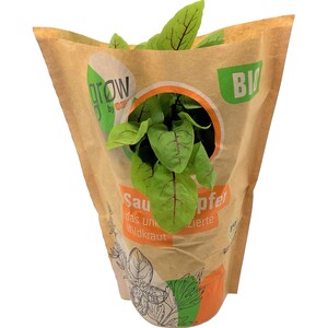 Grow by OBI Bio Sauerampfer Topf-Ø ca. 13 cm "Rumex sanguineus"