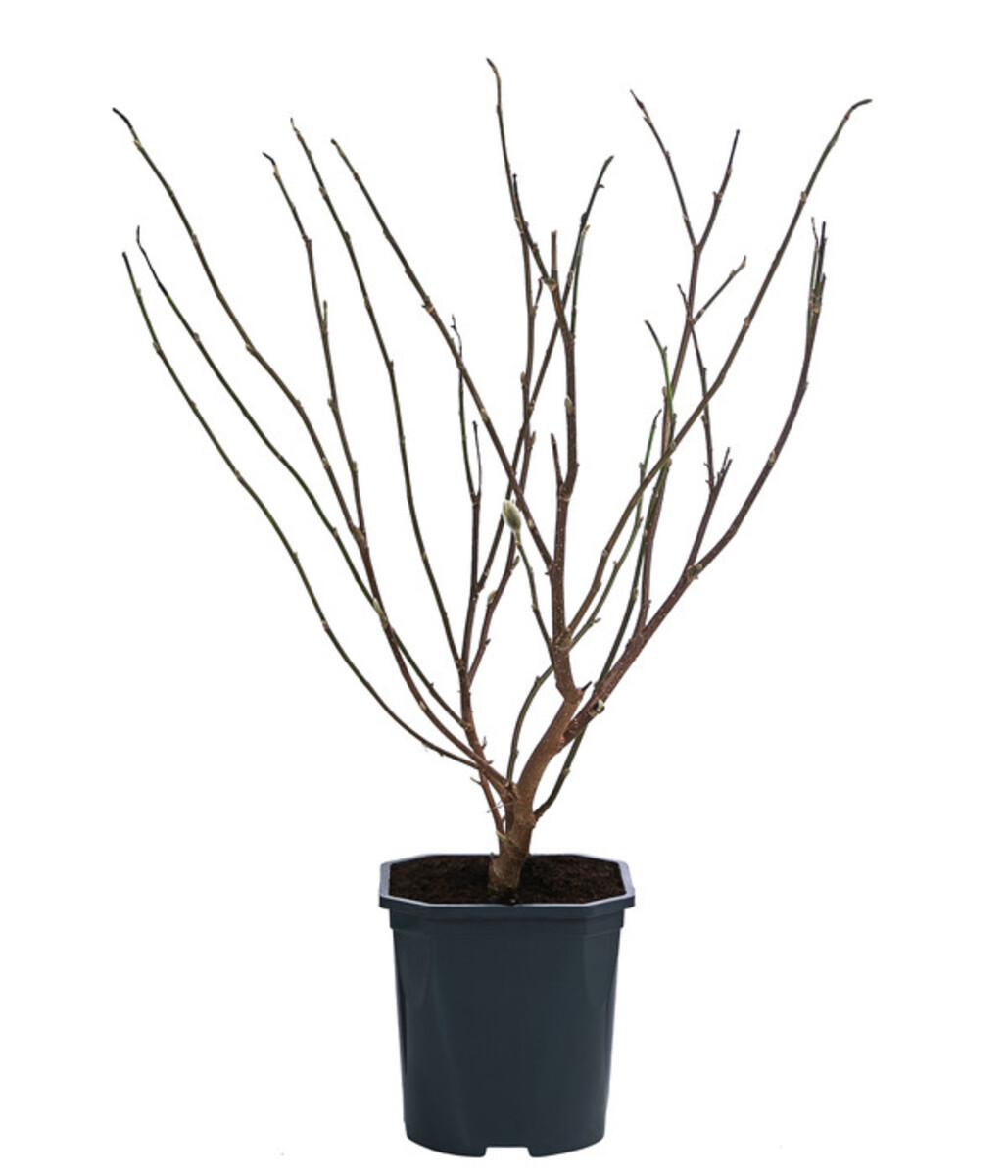 Bild 2 von Stern-Magnolie