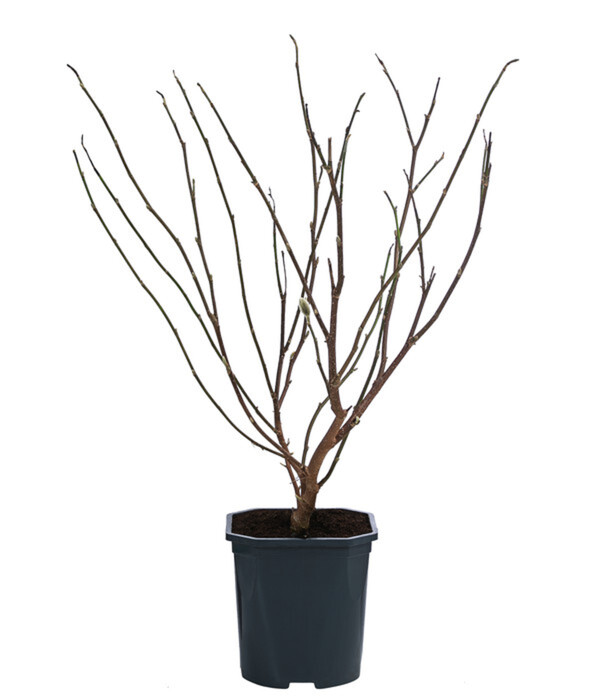 Bild 2 von Stern-Magnolie