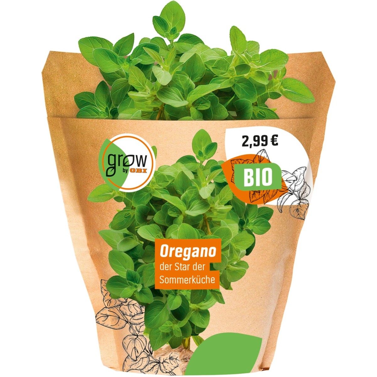 Bild 2 von Grow by OBI Bio Oregano Topf-Ø ca. 13 cm "Origanum vulgare"