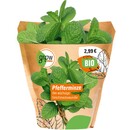 Bild 2 von Grow by OBI Bio Pfefferminze Topf-Ø ca. 13 cm "Mentha x piperita"