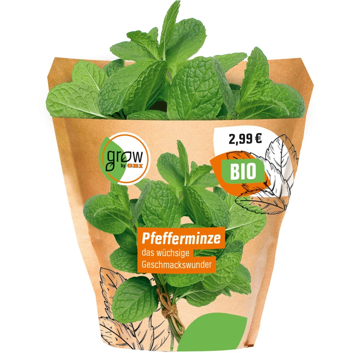 Bild 2 von Grow by OBI Bio Pfefferminze Topf-Ø ca. 13 cm "Mentha x piperita"