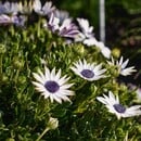 Bild 3 von Kapkörbchen Topf-Ø ca. 10,5 cm Osteospermum