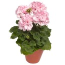 Bild 2 von Stehende Geranien Höhe ca. 12 cm Topf-Ø ca. 15 cm Pelargonium zonale Hybride