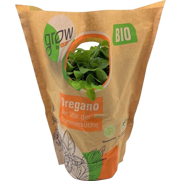 Bild 1 von Grow by OBI Bio Oregano Topf-Ø ca. 13 cm "Origanum vulgare"