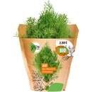 Bild 2 von Grow by OBI Bio Dill Topf-Ø ca. 13 cm "Anethum graveolens"