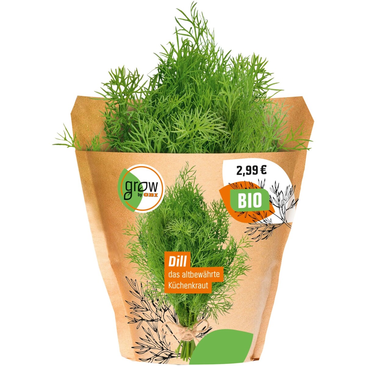 Bild 2 von Grow by OBI Bio Dill Topf-Ø ca. 13 cm "Anethum graveolens"