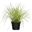 Bild 1 von GROW by OBI Buntes Reitgras "Overdam" Topf-Ø ca. 14 cm Calamagrostis acutiflora