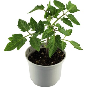 Grow by OBI Tomate Harzfeuer Topf-Ø ca. 10,5 cm "Solanum lycopersicum"