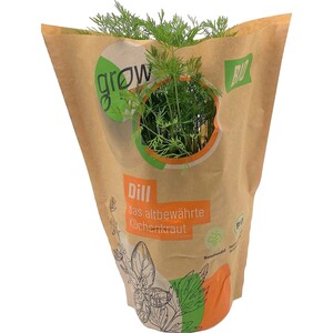 Grow by OBI Bio Dill Topf-Ø ca. 13 cm "Anethum graveolens"