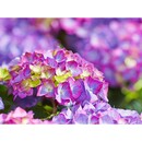 Bild 3 von Bauernhortensie Höhe ca. 40 - 50 cm Topf-Ø ca. 19 cm Hydrangea macrophylla