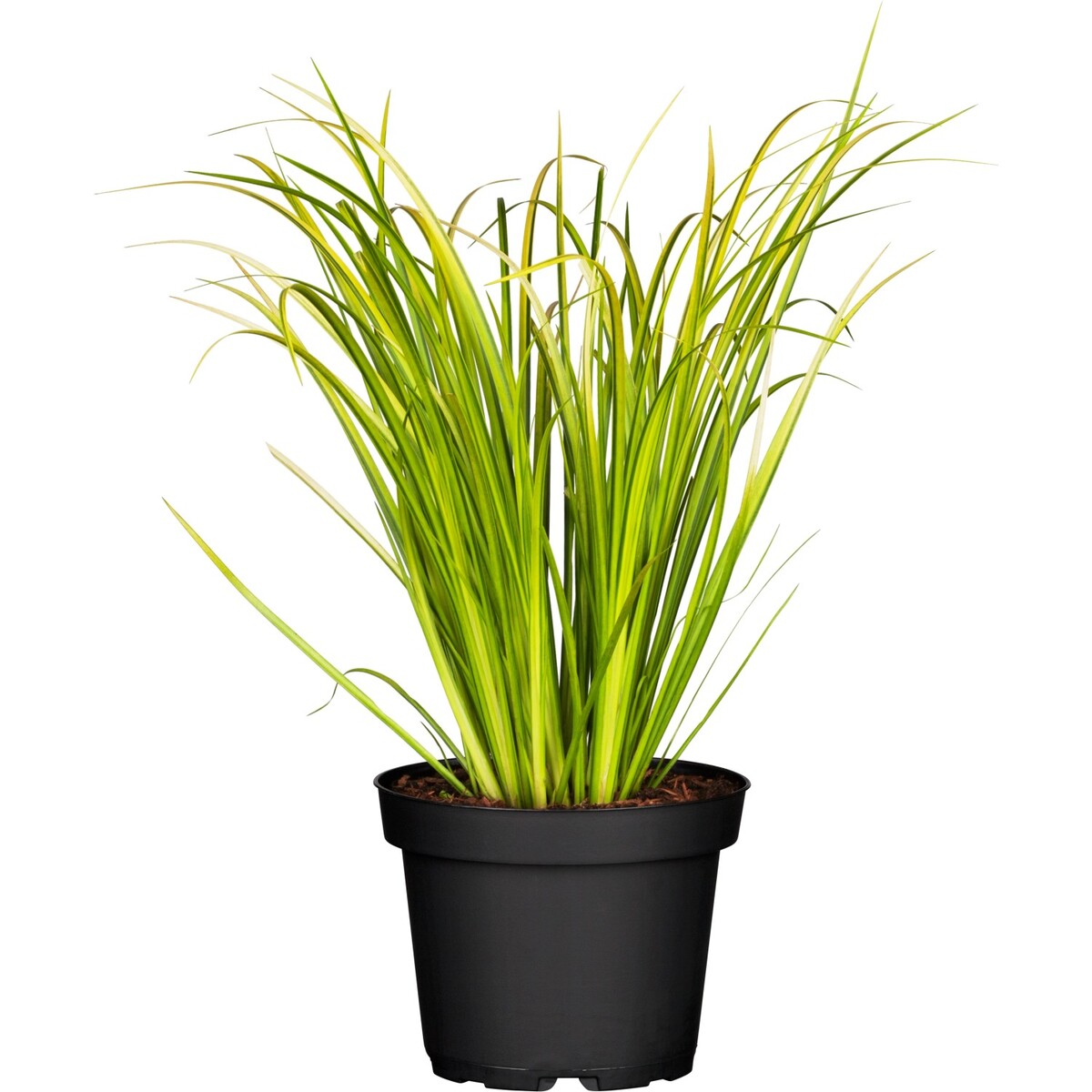 Bild 1 von GROW by OBI Grasartiger Kalmus "Argenteostriatus" Topf-Ø ca. 14 cm