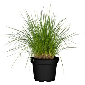 GROW by OBI Rasen-Schmiele Topf-Ø ca. 14 cm Ziergras Deschampsia cespitos