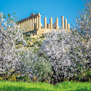 Sizilien zur Mandelblüte