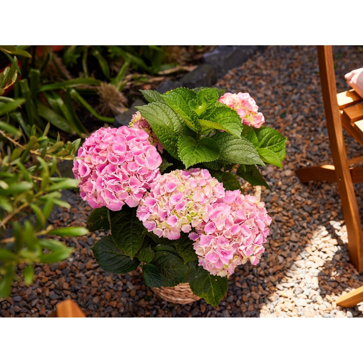 Bild 2 von Bauernhortensie Höhe ca. 40 - 50 cm Topf-Ø ca. 19 cm Hydrangea macrophylla