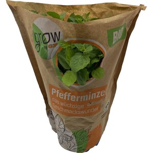 Grow by OBI Bio Pfefferminze Topf-Ø ca. 13 cm "Mentha x piperita"