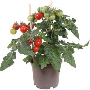 GROW by OBI Cherrytomate Rot "Pick & Joy" Höhe ca. 25 -35 cm Topf-Ø ca. 12 cm