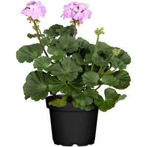 Geranie Stehend Topf-Ø ca. 12 cm Pelargonium Zonal