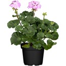 Bild 1 von Geranie Stehend Topf-Ø ca. 12 cm Pelargonium Zonal