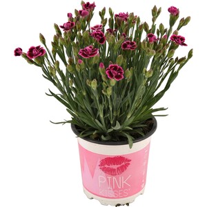 Stauden-Nelke Pink Kisses® Rosa-Violett Topf-Ø ca. 10,5 cm Dianthus