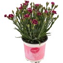 Bild 1 von Stauden-Nelke Pink Kisses® Rosa-Violett Topf-Ø ca. 10,5 cm Dianthus