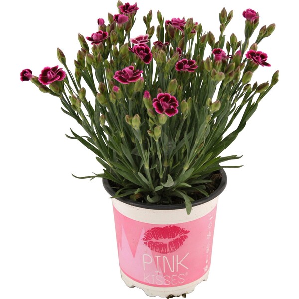 Bild 1 von Stauden-Nelke Pink Kisses® Rosa-Violett Topf-Ø ca. 10,5 cm Dianthus