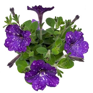 GROW by OBI Petunia Sternenhimmel Petunia-Hybride Topf Ø 12 cm