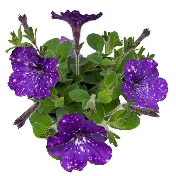 Bild 1 von GROW by OBI Petunia Sternenhimmel Petunia-Hybride Topf Ø 12 cm