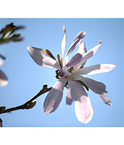 Rosa Stern-Magnolie 'Leonard Messel'