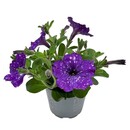 Bild 2 von GROW by OBI Petunia Sternenhimmel Petunia-Hybride Topf Ø 12 cm