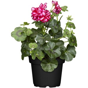 Hängende Geranie Topf-Ø ca. 12 cm Pelargonium