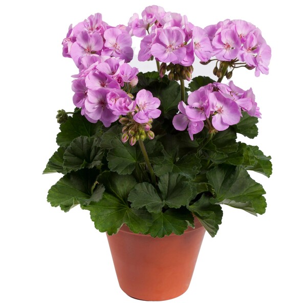 Bild 3 von Stehende Geranien Höhe ca. 12 cm Topf-Ø ca. 15 cm Pelargonium zonale Hybride