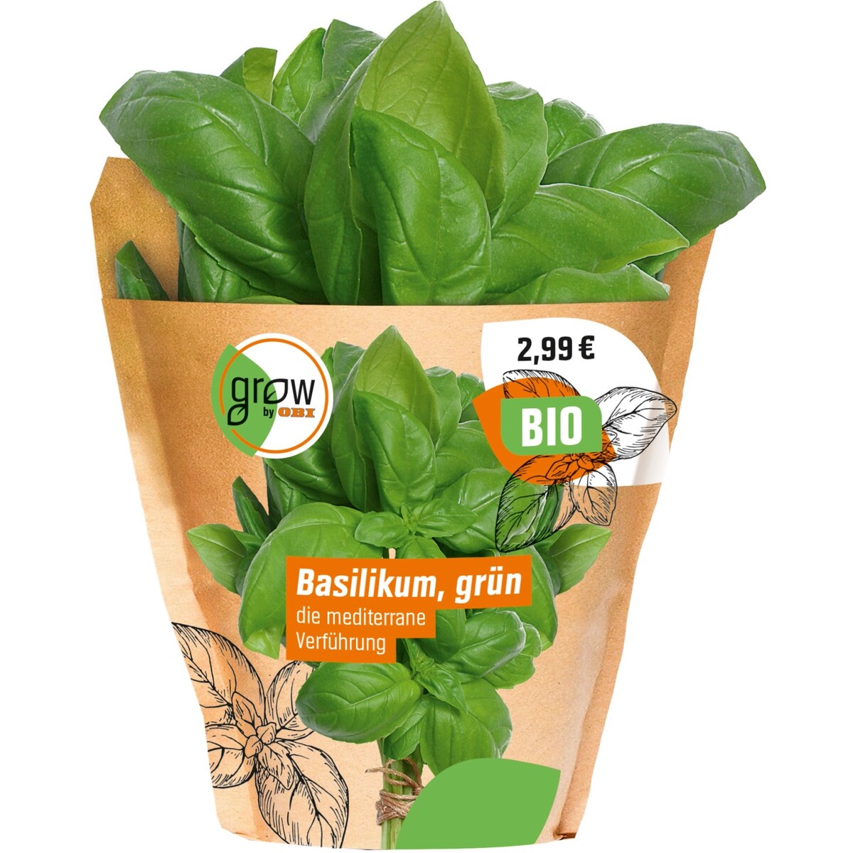 Bild 2 von Grow by OBI Bio Basilikum Topf-Ø ca. 13 cm "Ocimum basilicum"