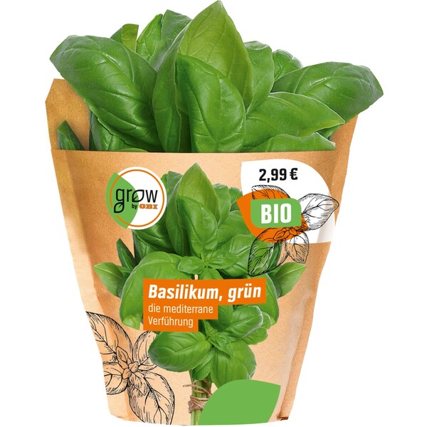 Bild 2 von Grow by OBI Bio Basilikum Topf-Ø ca. 13 cm "Ocimum basilicum"