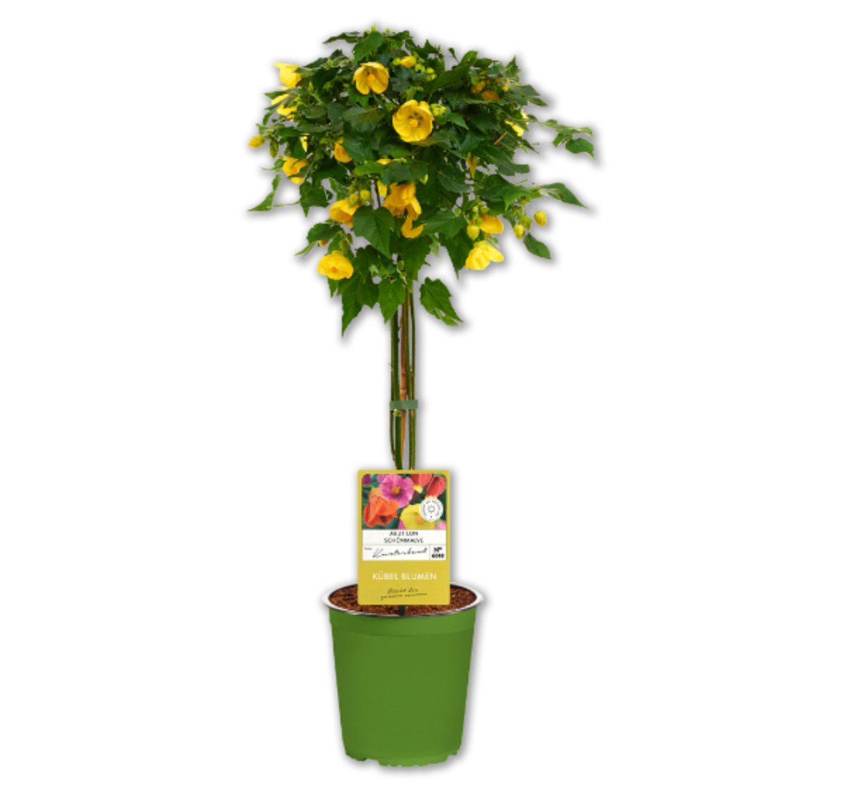 Bild 1 von Terrassenstamm*