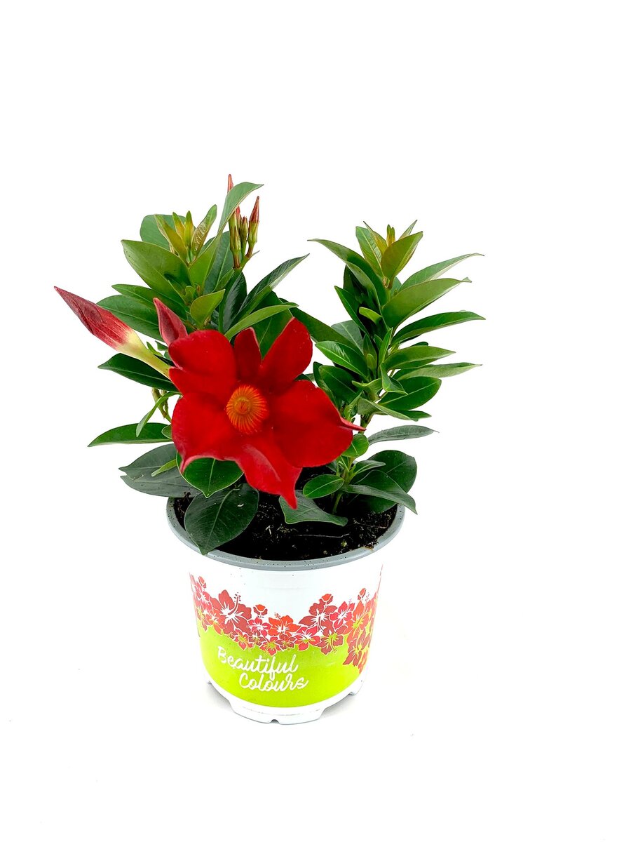 Bild 1 von Dipladenia versch. Farben