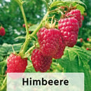 Bild 2 von Finest Garden Himbeeren / Brombeeren XL – die Großen