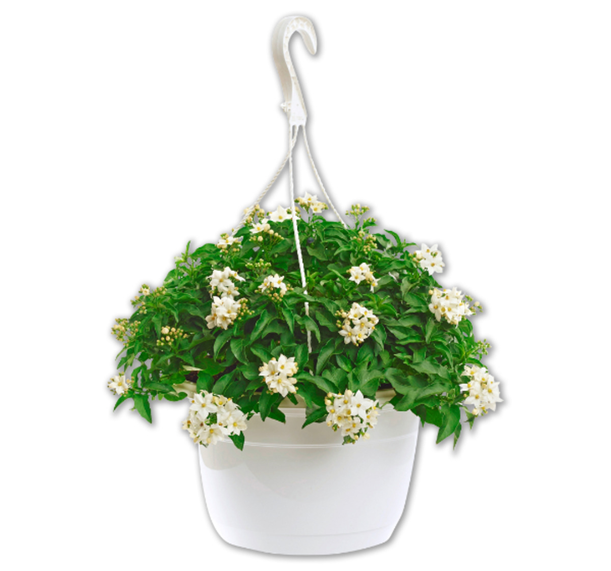 Bild 1 von Sommerjasmin*