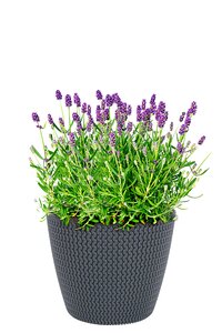 Lavendel  herrlich duftend