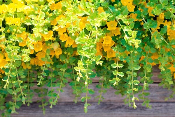 Bild 1 von Pfennigkraut Lysmachia