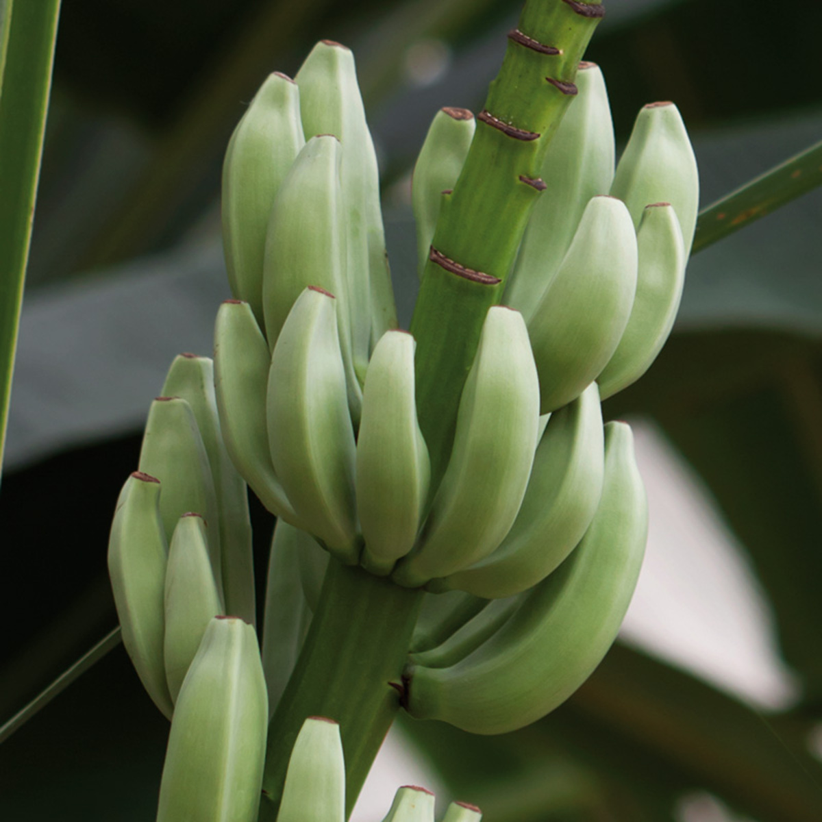 Bild 4 von Finest Garden Exotische Früchte