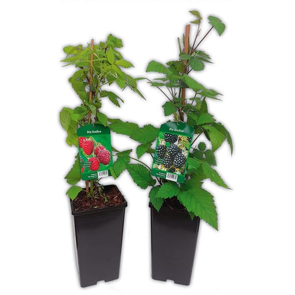 Bild 1 von Finest Garden Himbeeren / Brombeeren XL – die Großen